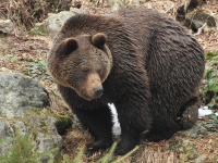 lovy fotoaparátem - Václav Přibáň - medvěd hnědý