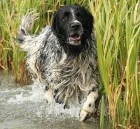velký münsterlandský ohař - foto - Václav Přibáň velký münsterlandský ohař - foto - Václav Přibáň