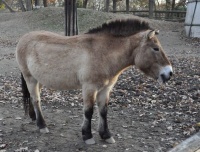 kůň Převalského - Zoo Brno 