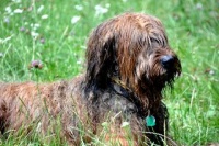 briard - foto na príglu