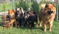 Eurasier Miluše Jůzová