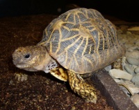 želva hvězdnatá - Junek Miloš - Chov suchozemských želv