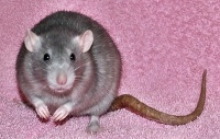 potkan laboratorní - foto: MVDr. Romana Kastlová
