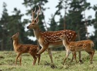 foto - sika - Václav Přibáň