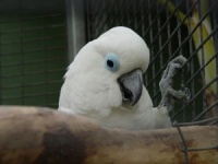 kakadu brýlový - Roman Strouhal  - svět papoušků