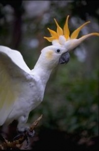 kakadu žlutolící - Roman Strouhal  - svět papoušků