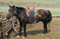 Mongolian ponies