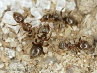 mravenec obecný - foto: Miroslav Deml