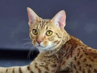 Ocicat - foto:  Markéta Schwarzová