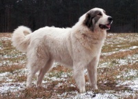 Pyrenejský horský pes Marie Zrebená
