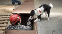 psí sporty - sportovní zachranář - foto: Pes Jíra