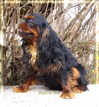 KING CHARLES SPANIEL - Irina Korbelová