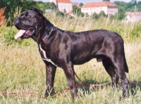 bandog - Štefan Demjanič