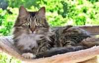 sibiřská kočka - kastrovaná dáma Fine