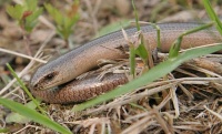 slepýš křehký - foto: Jiří Mařík