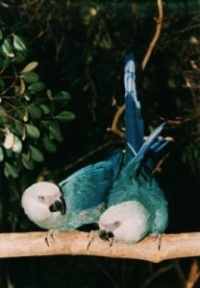 ara škraboškový - Roman Strouhal  - svět papoušků