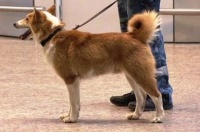 sulimovův pes - foto- čt24_05 sulimovův pes - foto- čt24_05