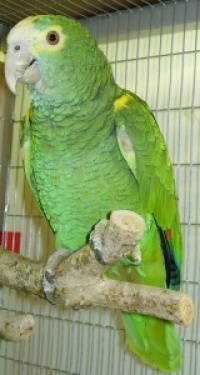 amazoňan žlutoramenný - Roman Strouhal  - svět papoušků