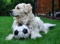 zlatý retriever - foto: Veronika Čaklošová