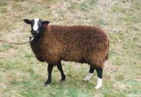 zwartbles - schok.cz