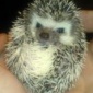 Hedgehog's obrázek