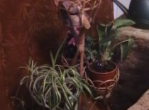 2007 Hlídám papoušky ve dně a v noci...