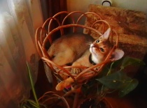 2007 Hlídám papoušky ve dně a v noci...