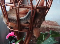 2007 Hlídám papoušky ve dně a v noci...