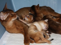 [field_gallery-nid]_[filefield-onlyname-original].[filefield-extension-original]