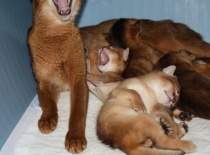 [field_gallery-nid]_[filefield-onlyname-original].[filefield-extension-original]