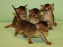 [field_gallery-nid]_[filefield-onlyname-original].[filefield-extension-original]