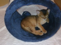 [field_gallery-nid]_[filefield-onlyname-original].[filefield-extension-original]