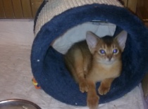 [field_gallery-nid]_[filefield-onlyname-original].[filefield-extension-original]