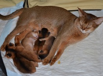 [field_gallery-nid]_[filefield-onlyname-original].[filefield-extension-original]