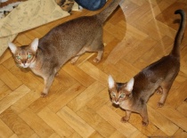 2010.04.07 Divoké habešské hry žádný kobereček nevydrží!