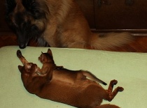 [field_gallery-nid]_[filefield-onlyname-original].[filefield-extension-original]