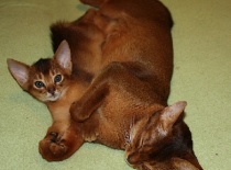 [field_gallery-nid]_[filefield-onlyname-original].[filefield-extension-original]