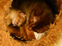 [field_gallery-nid]_[filefield-onlyname-original].[filefield-extension-original]