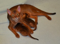 [field_gallery-nid]_[filefield-onlyname-original].[filefield-extension-original]