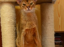 [field_gallery-nid]_[filefield-onlyname-original].[filefield-extension-original]