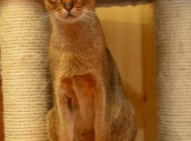 [field_gallery-nid]_[filefield-onlyname-original].[filefield-extension-original]