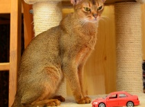 [field_gallery-nid]_[filefield-onlyname-original].[filefield-extension-original]