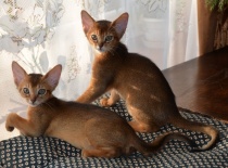 [field_gallery-nid]_[filefield-onlyname-original].[filefield-extension-original]