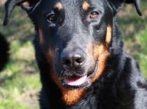 [field_gallery-nid]_[filefield-onlyname-original].[filefield-extension-original]