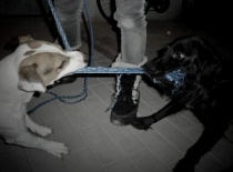 S mým kamarádem Arim