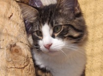 Norska lesni kocka gabriel 0