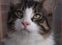 Norska lesni kocka gabriel01