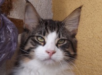 Norska lesni kocka gabriel10