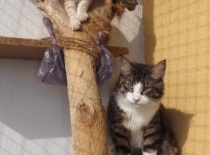 Norska lesni kocka gabriel11