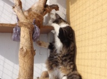 Norska lesni kocka gabriel12